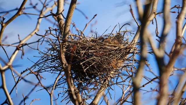 Holidaze featured Home: Very Cool Nest - Very very cool nest that I made myself for my wife and kids but you can borrow it. I stole dog fur from all around the area to keep it warm and cozy. Help yourself to any worms laying around.