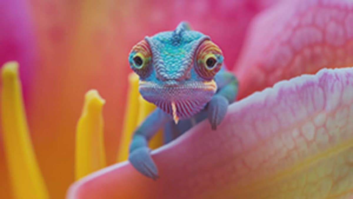 Yas123 image